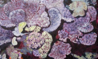 Purple Coral - Nancy Robbins
