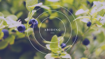 Abide To Be Joyful