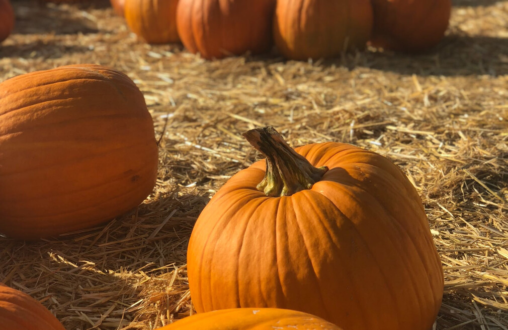 Harvest Festival