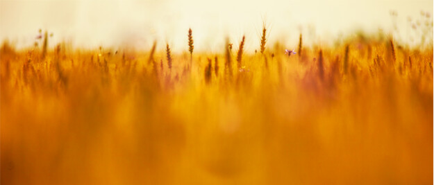 "Helping Couples Win