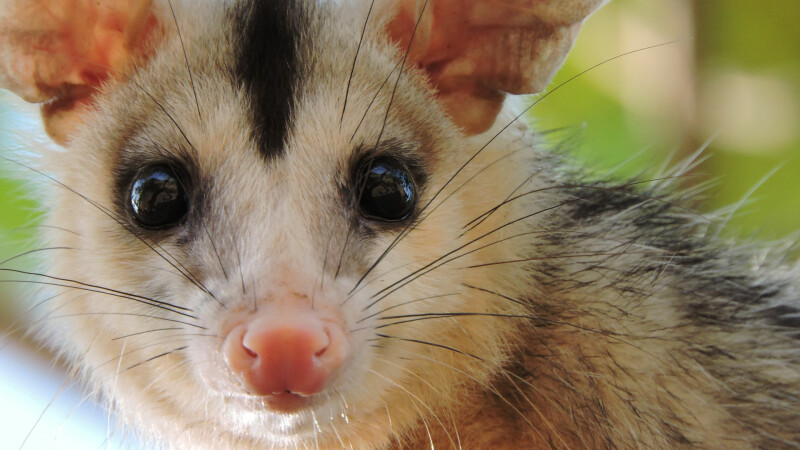 Playing Possum