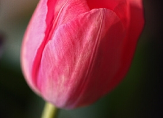 Pink Tulip - Carol Andrews Jensen