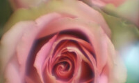 Pink Roses - Carol Andrews Jensen