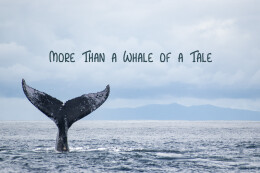 More Than a Whale of a Tale