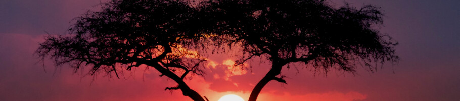 TEEZing Out the RootsImage