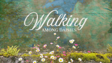 Walking Among Daisies