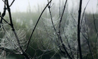 Spider Web In Fog - Paula Dittrick