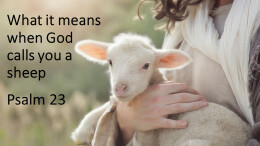 What it means when God calls you a sheep