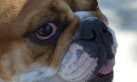 CC Pet Blessing 2015_7