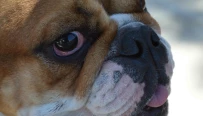 Pet Blessings 2015
