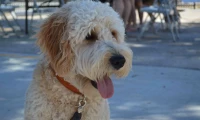 CC Pet Blessing 2015_6