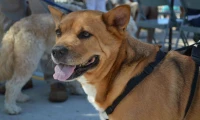 CC Pet Blessing 2015_1