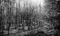 Carrie Engerrand - Into the Woods We Go