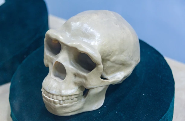 PEKING MAN SKULL