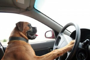 dog-driving-car-300x199