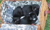 CC Pet Blessing 2015_17