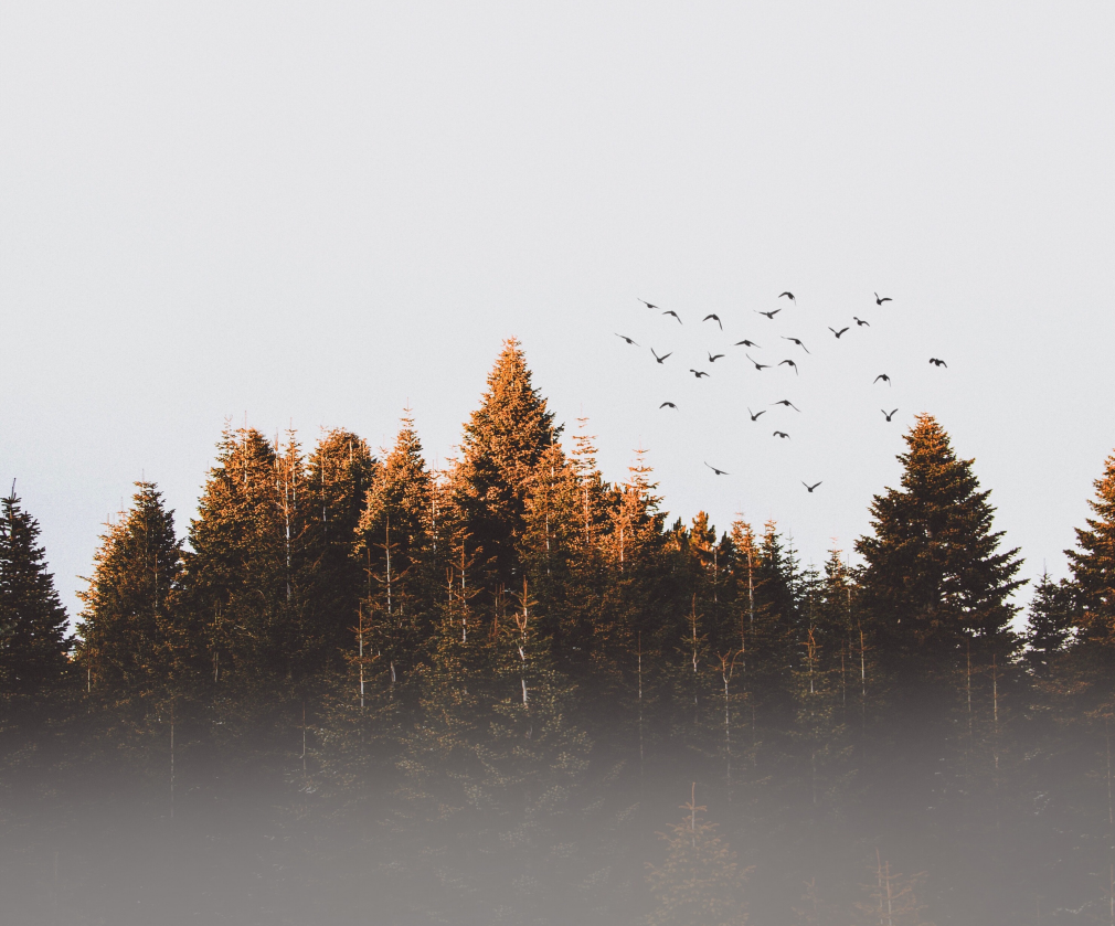 Transitions