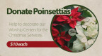 Donate Christmas Poinsettias
