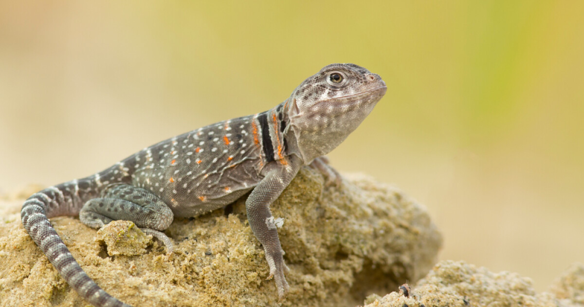 Lizard Rides Frog Stop Trying to Turn Lizards Into Frogs! | Berean Blog | Berean Baptist ...