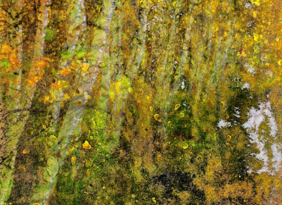 Autumn Symphony - Carol Andrews Jensen