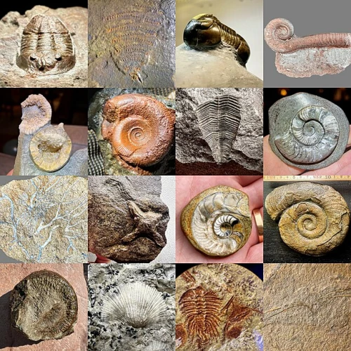 Various Fossils