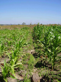 Zambia maize unfertilized and fertilized