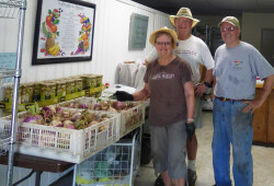 harvesting turnips01 7-20-16
