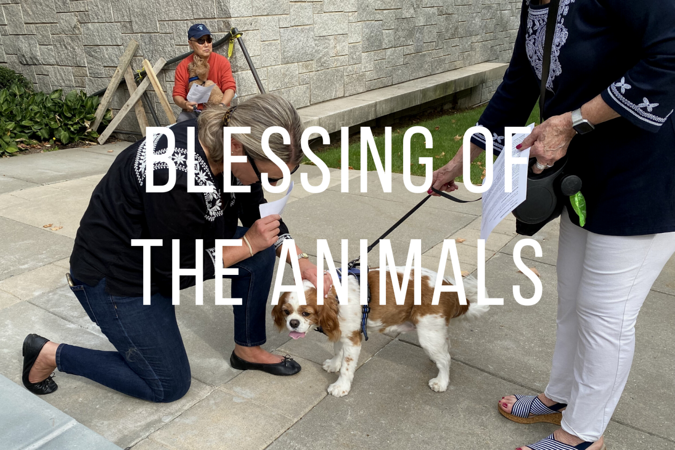 Blessing of the Animals