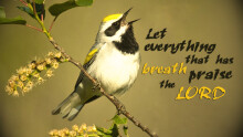 Let Everything That Has Breath Praise the Lord!
