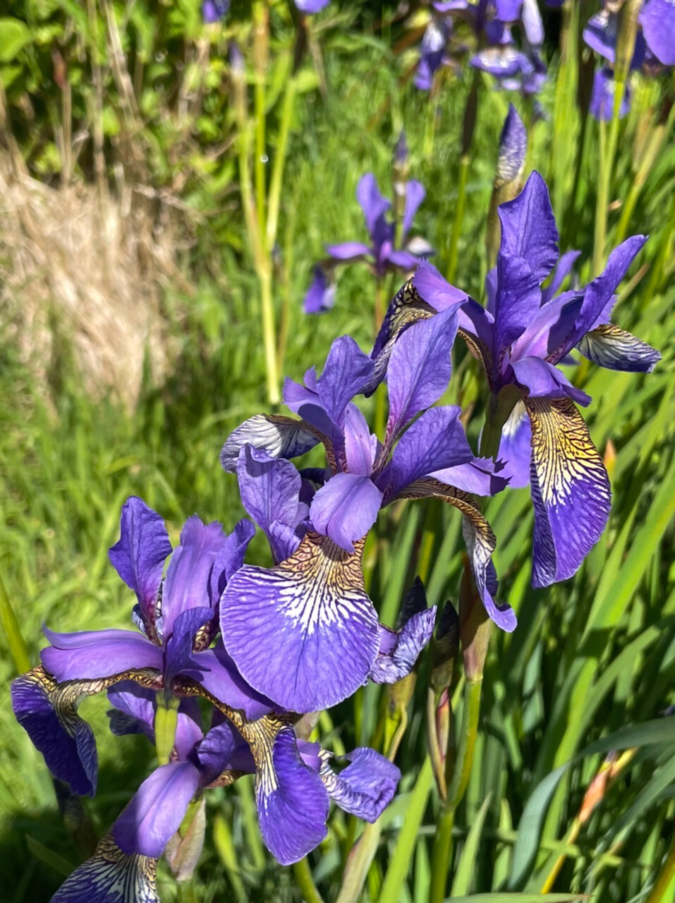 Sabbatical Post #4: Catching Flowers in the Wind