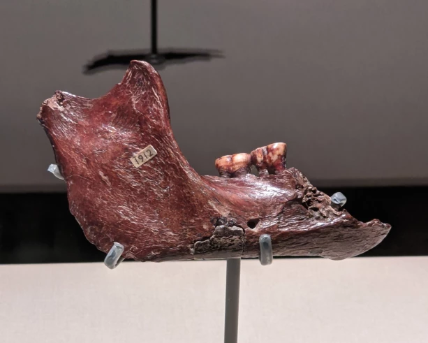 PILTDOWN MAN JAW