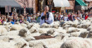 Sheep Blessing Brings Unique Role for Idaho Priest