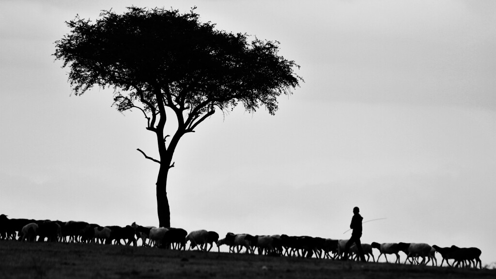 The Good Shepherd Protects His Flock (Matthew Sermon 84 of 151)