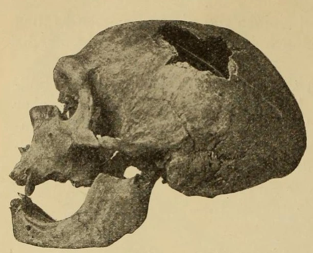 NEANDERTAL MAN SKULL