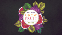 Helping Grow Fruit on Other People's Trees (1)