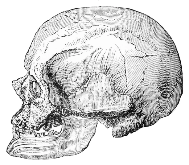 CRO-MAGNON SKULL