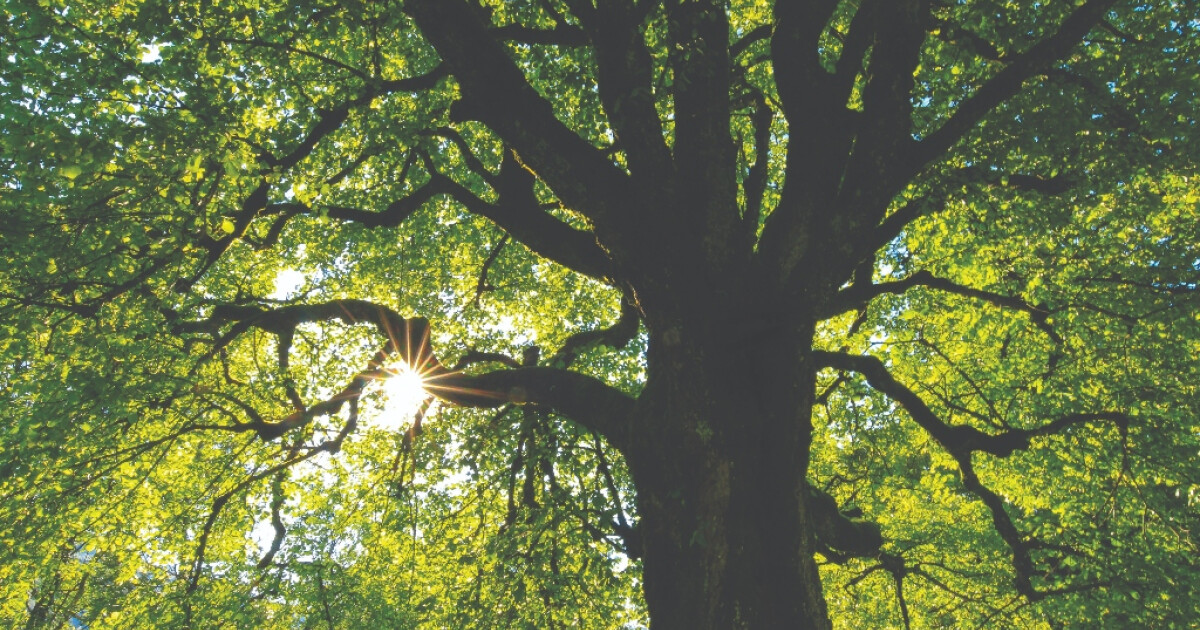 'As the Wind Song through the Trees' | Articles | Community of Christ ...