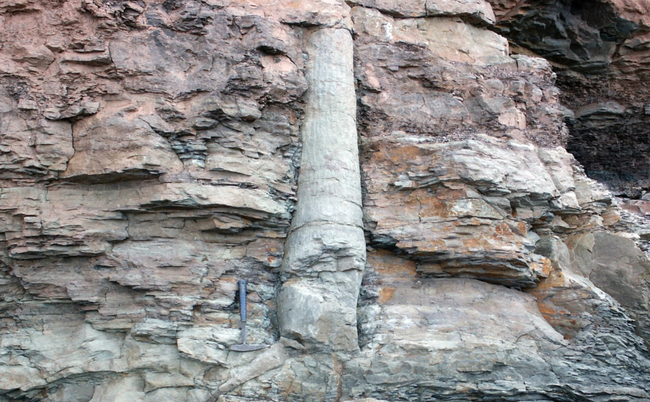 Polystrate fossil 