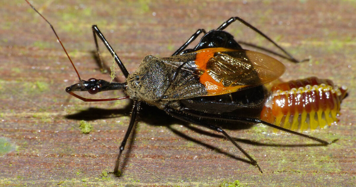 the-ingenious-assassin-bug-sermons-creation-moments