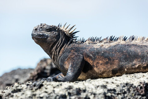 Galapagos Marine Iguana