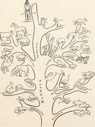 Zöology, a textbook for colleges and universities (1920)