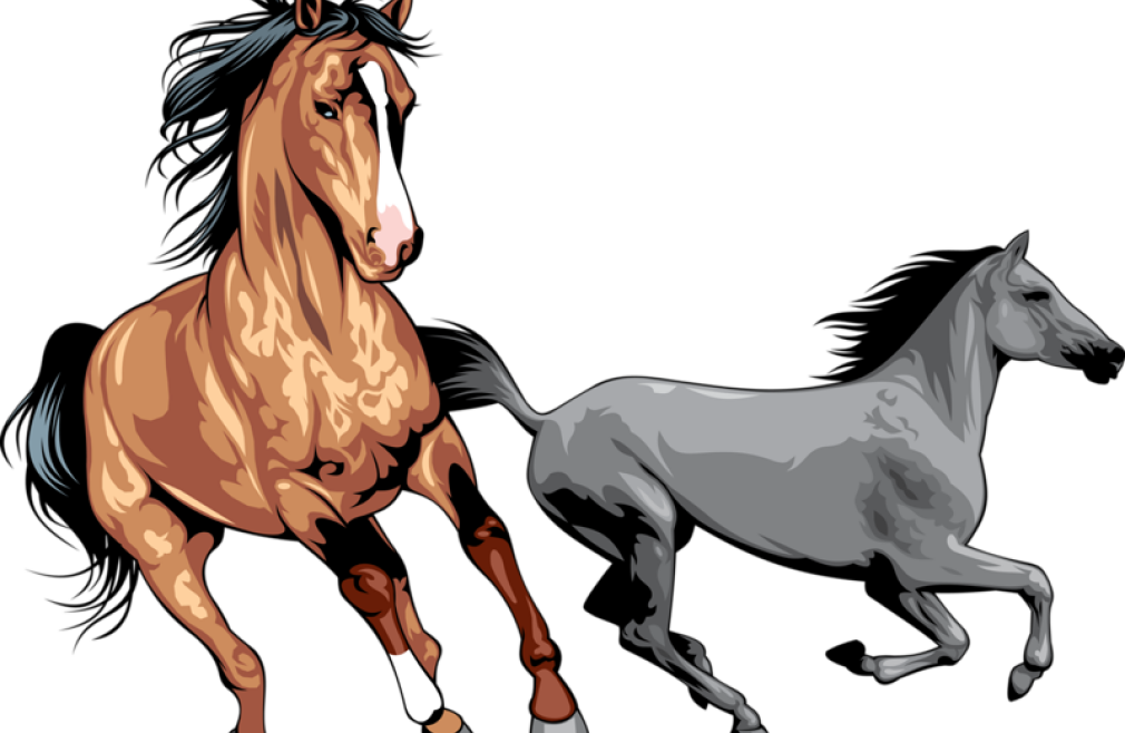 WIld Horse Panel Discussion