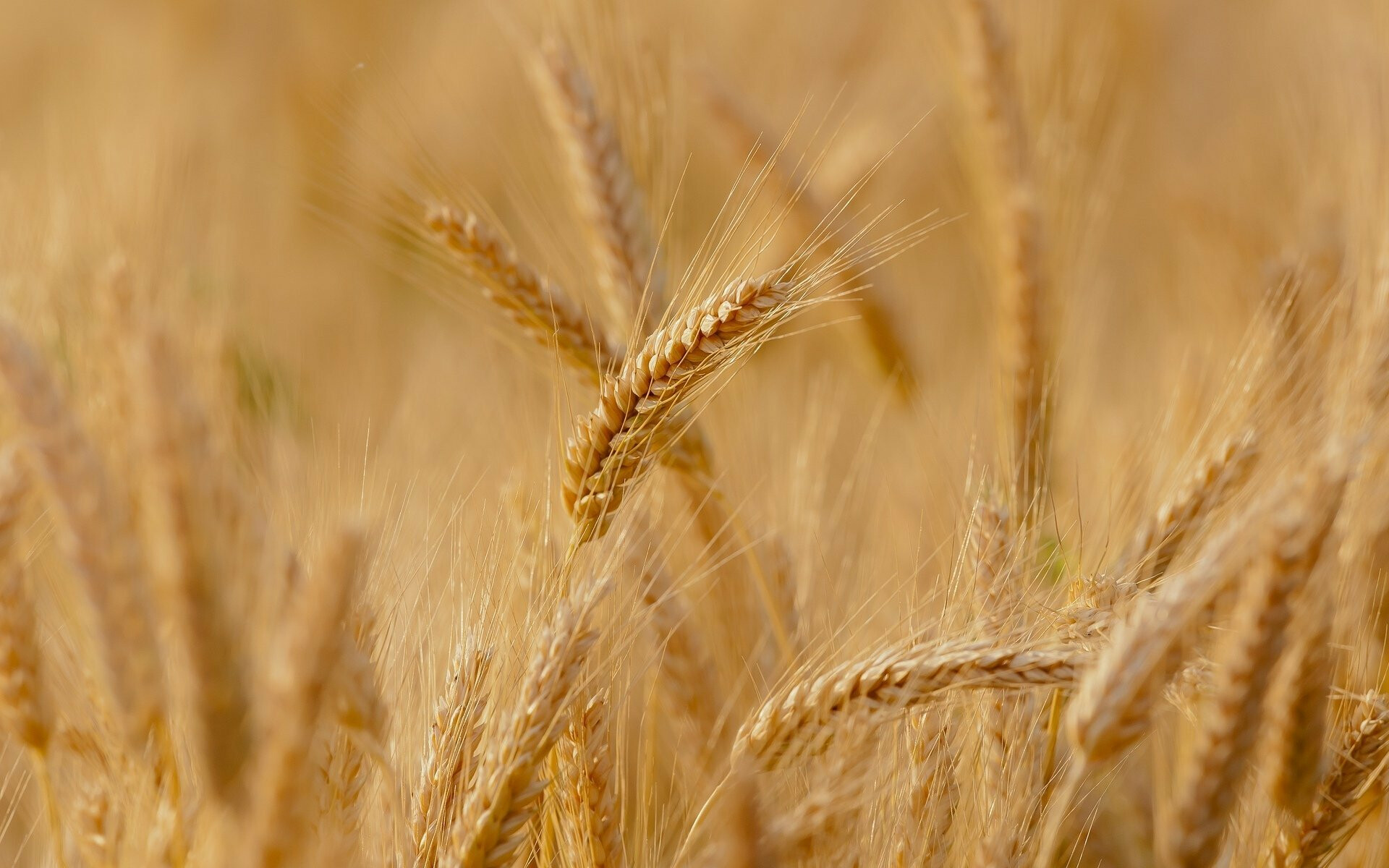 close-up-wheat-rye-the-field-ears-spikes-spike-background-wallpaper-widescreen-full-screen-widescreen-hd-wallpapers-background-wallpaper-widescreen-fullscreen-widescreen